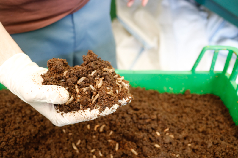 I Congresso InsectERA - Os insetos como ferramenta de sustentabilidade