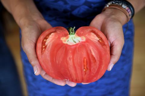 O tomate Coração de Boi do Douro