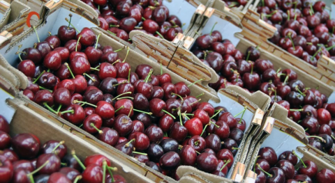 Semana da Cereja do Fundão em Cascais de 23 a 30 de junho