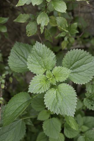 Showcooking na Vila - Urtiga