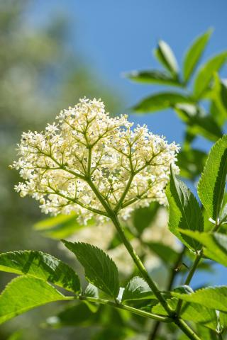 Showcooking na Vila - Flor de Sabugueiro