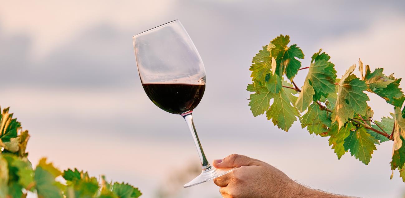 Aprender a entender o vinho