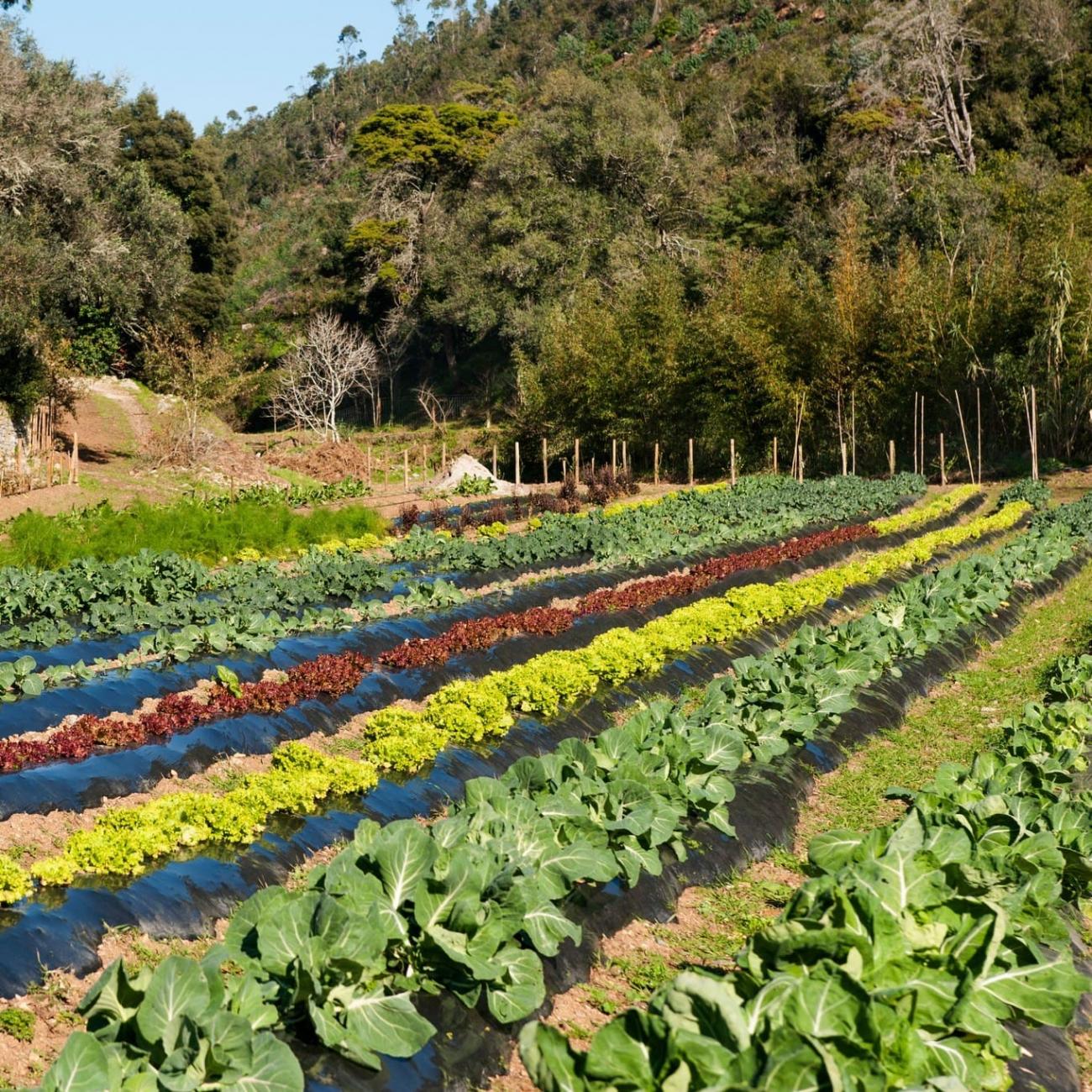 Cascais produziu 40 toneladas de hortofrutícolas biológicas em 2024